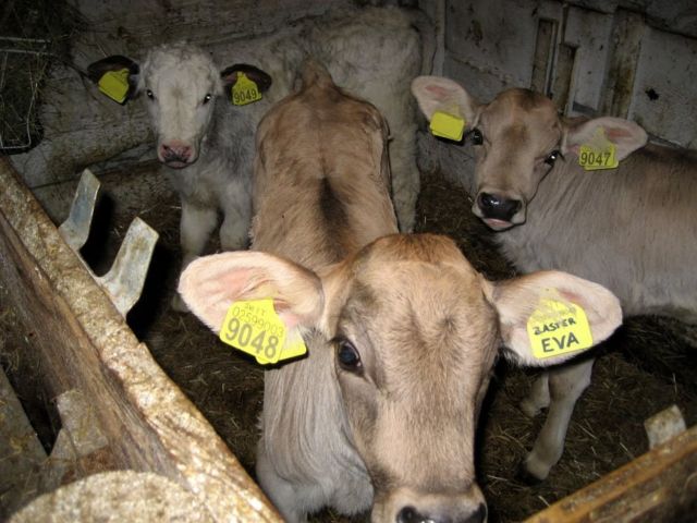 Immagini: Stalla di Masarei