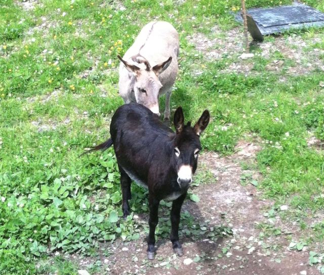 Immagine: Agriturismo El Cirum