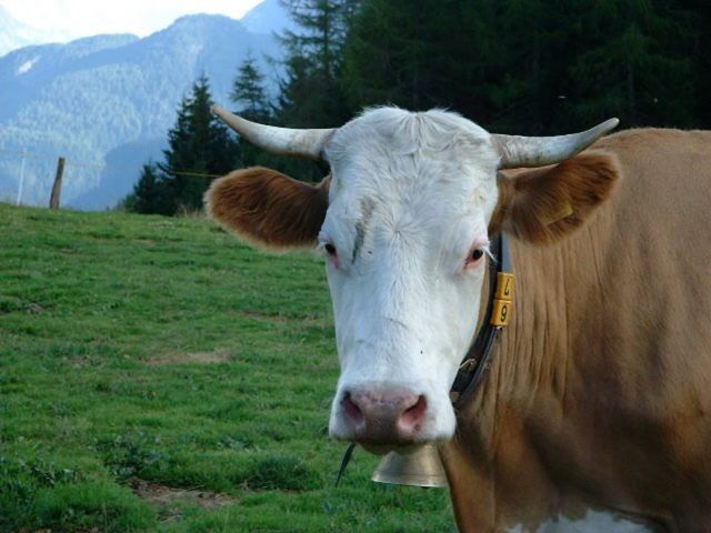 Immagine: Agriturismo El Cirum