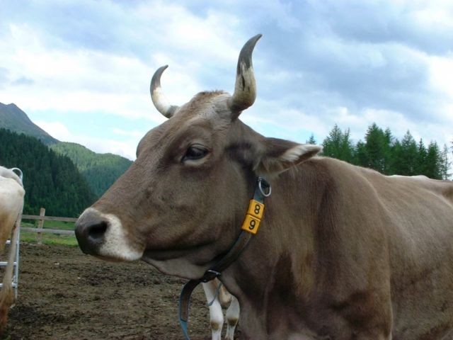 Immagine: Agriturismo El Cirum