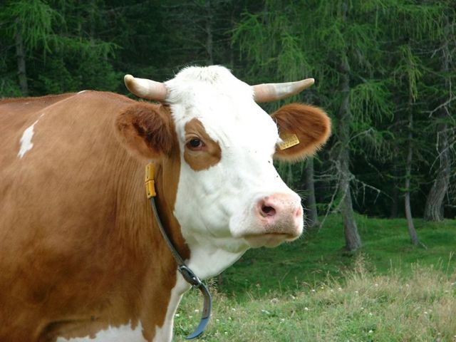 Immagine: Malga Cherz