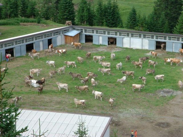 Immagine: Malga Cherz