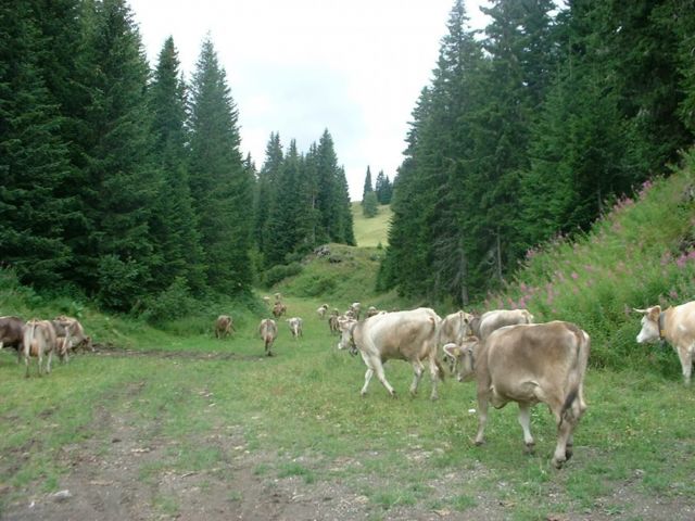 Immagine: Malga Cherz