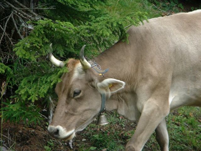 Immagine: Malga Cherz