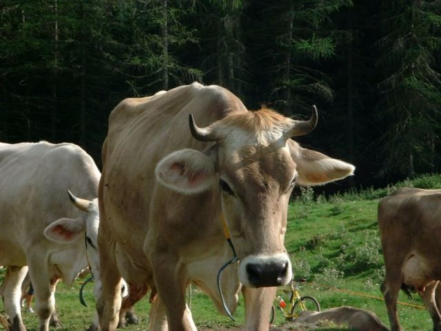 Immagine: Malga Cherz