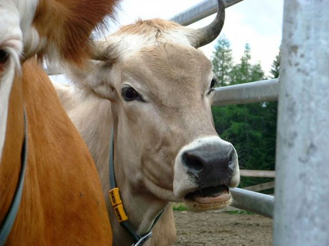 Immagine: Malga Cherz